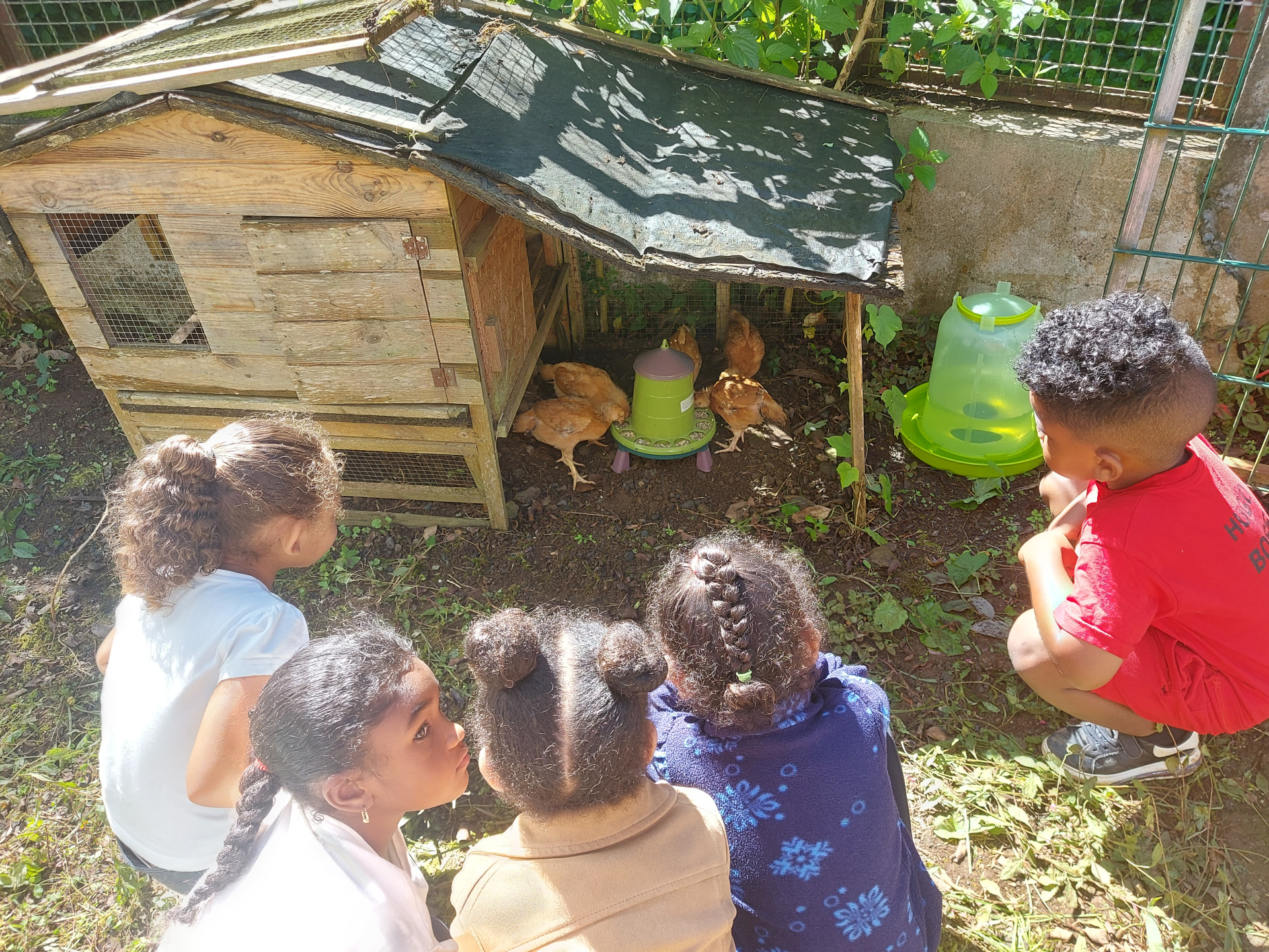 Un poulailler à lécole pour réduire le gaspillage alimentaire Blog