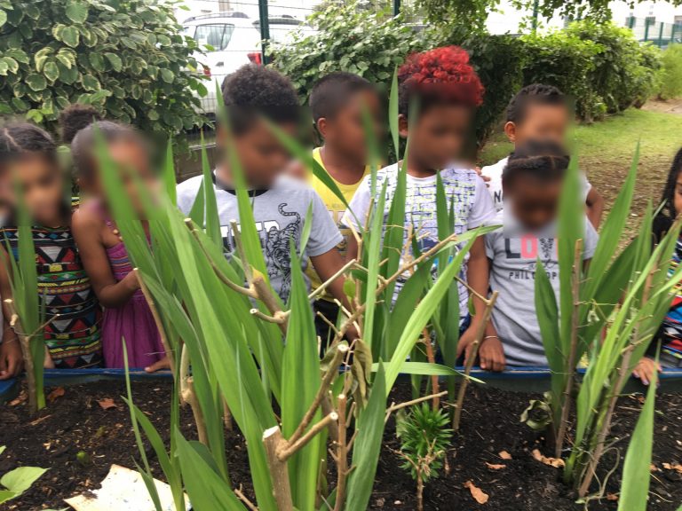 Les Premi Res Fleurs Et Les Premiers Fruits De La Plantation Cp Ecole